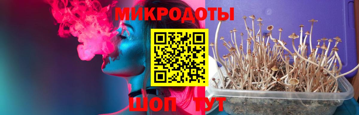 Галлюциногенные грибы Psilocybine cubensis Кинель